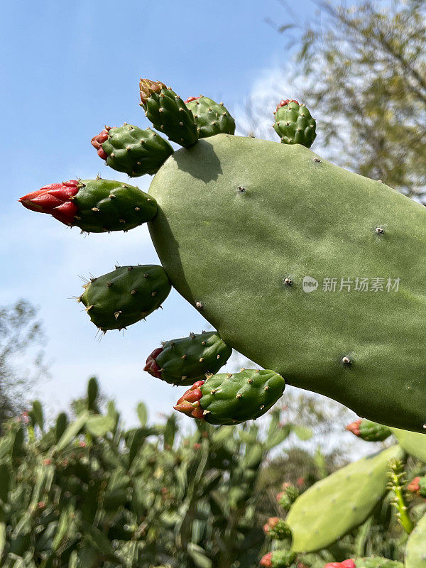 热带花园种植的刺梨仙人掌(Opuntia stricta)的特写图像，仙人掌垫上的红色花蕾，nopales，重点在前景